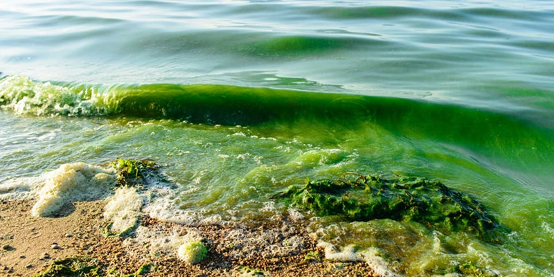water with harmful algae blooms