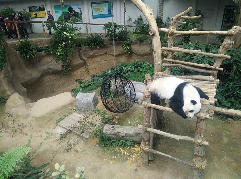 File:Giant Panda Conservation Centre in Zoo Negara Malaysia 2021 (7).jpg