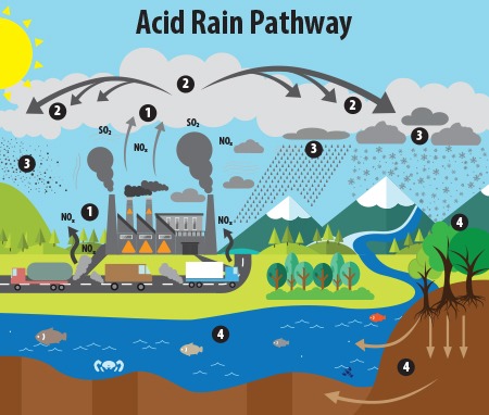 acid rain pathway
