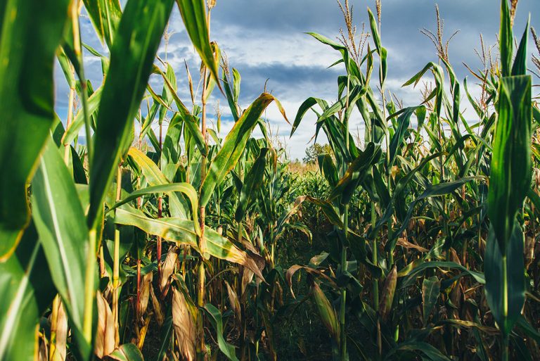 Advantages and Disadvantages of Biomass: What you Should Know