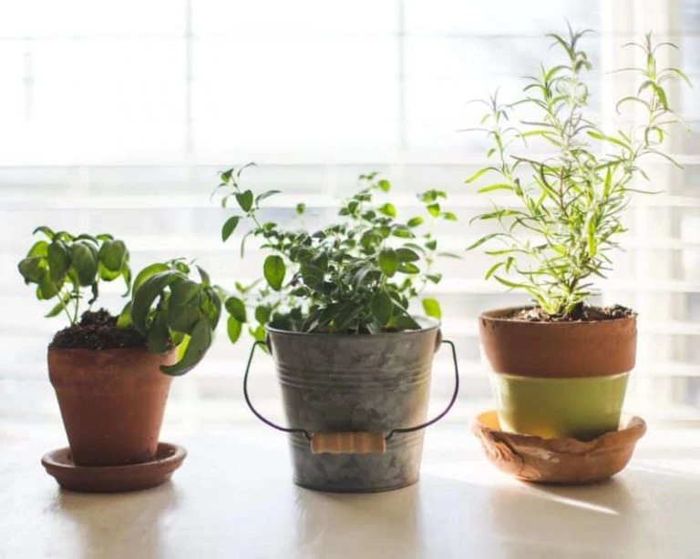 Aerogarden Cleaning Guide: How to Ensure Your System Is Clean