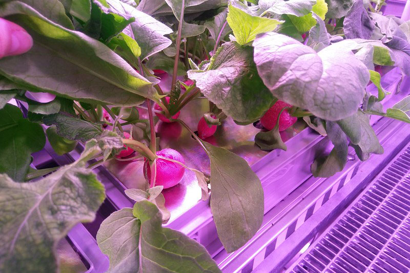 aeroponically grown radishes