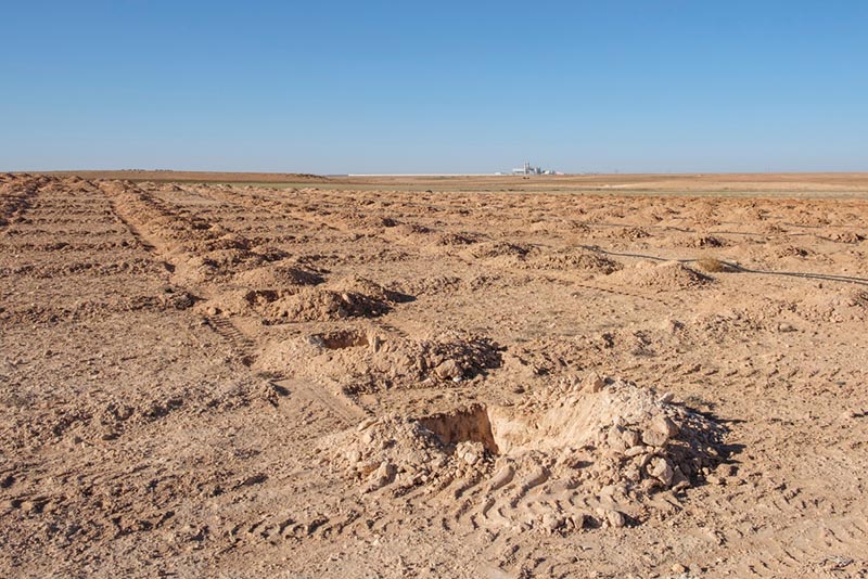 afforestation site in the desert