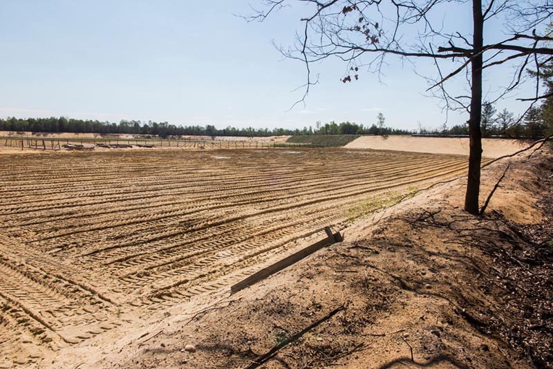 afforestation site