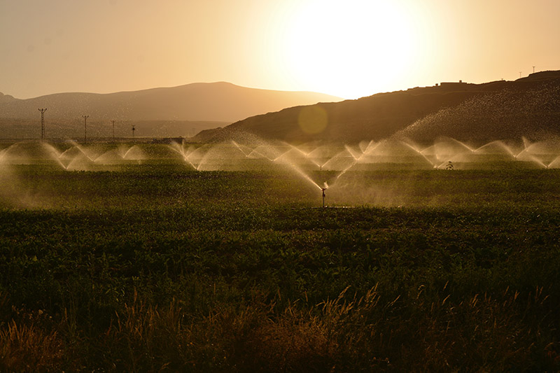 sprinkling of agricultural field during dawn