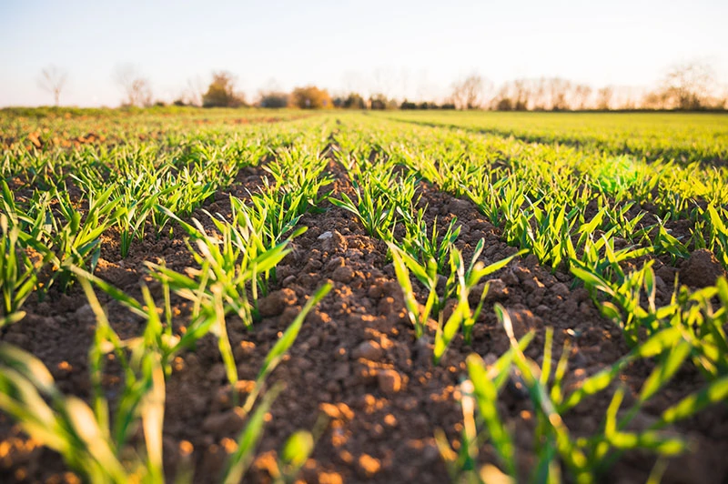 farming field during sunset