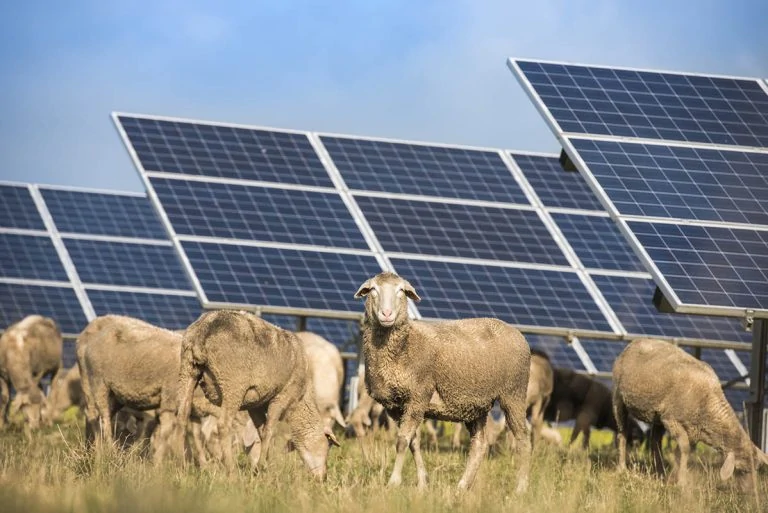 Agrivoltaics: A Guide for Farmers and Ranchers About Combining Agriculture With Solar Farms