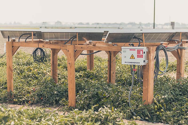 tomatoes growing under solar farms