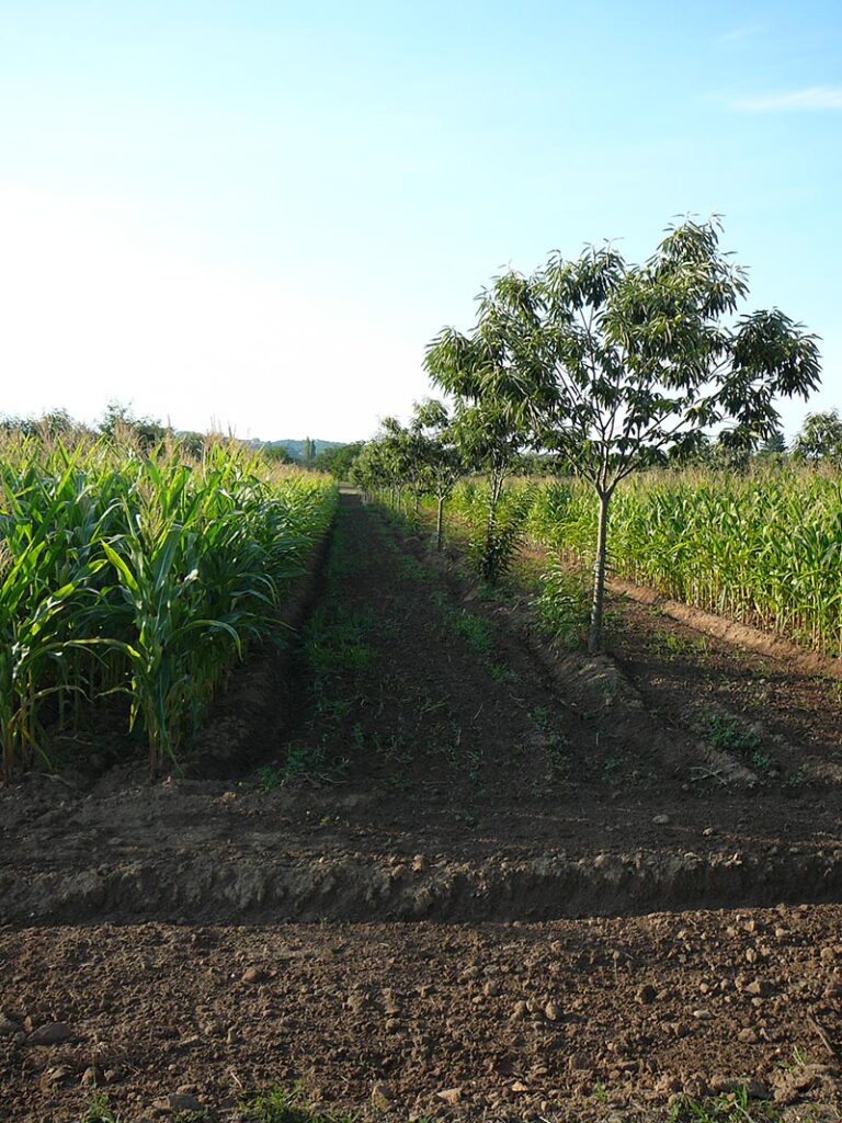 maize and chestnuts in agroforestry
