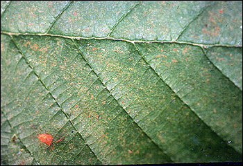 Alder leaf showing ozone discolouration