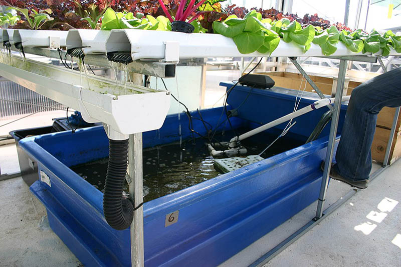 aquaponics farm