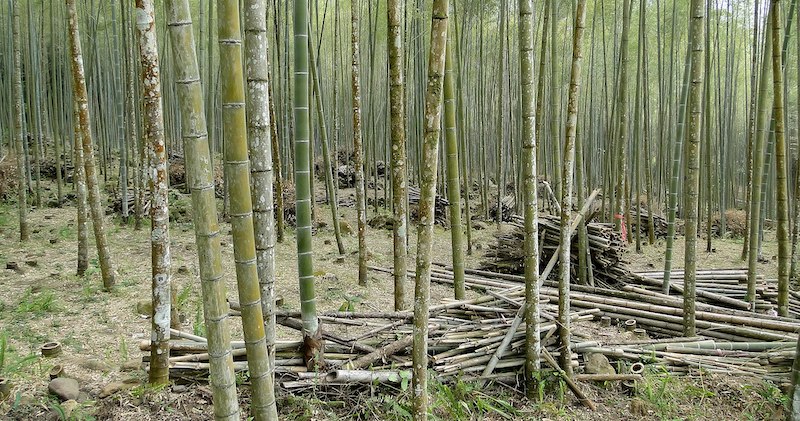 Bamboo forest