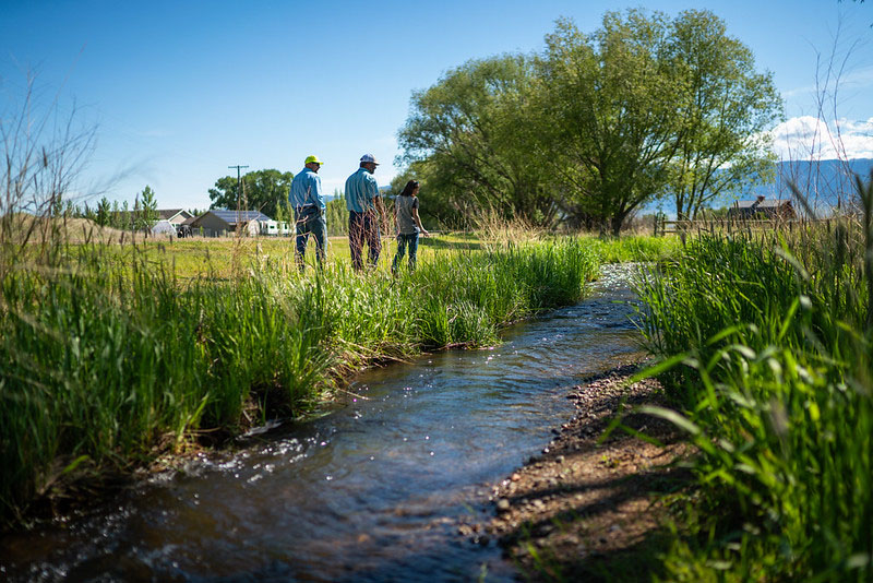 Natural grasses planted along a stream for bank stabilization