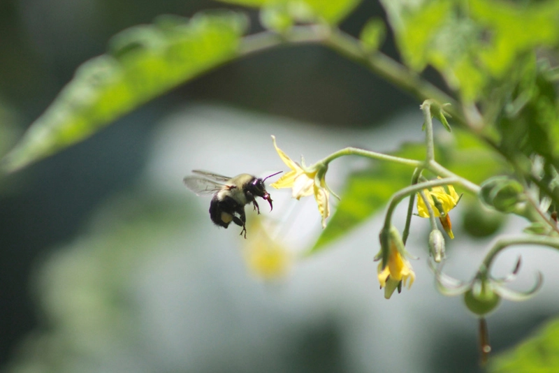 a bee pollinating a tomato plant