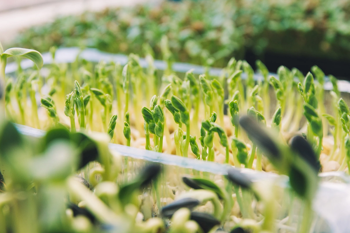 best microgreen growing kits