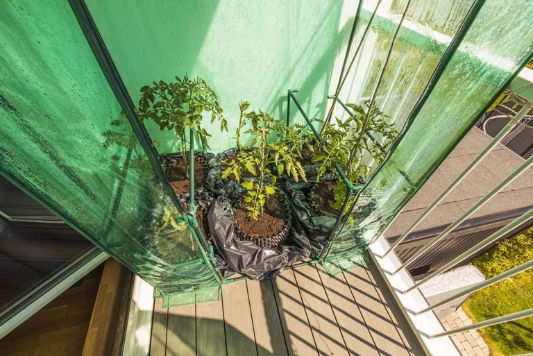 Best Small Greenhouse Kits for Your Mini Garden