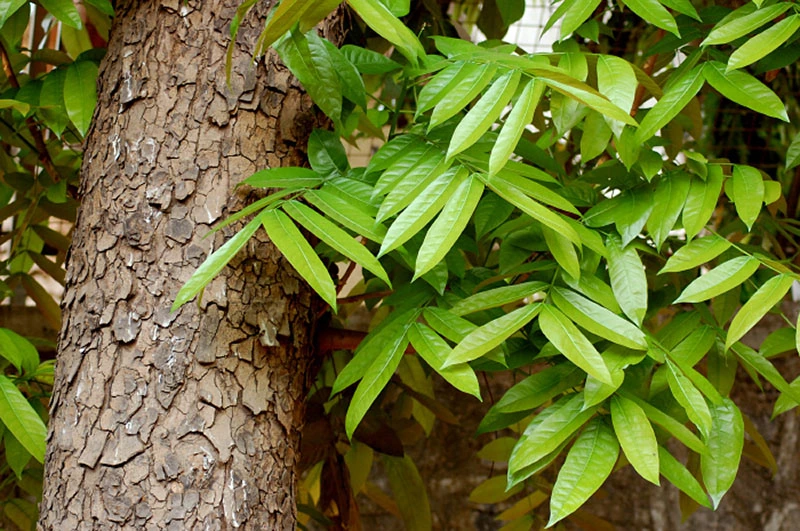 big-leaved mahogany tree