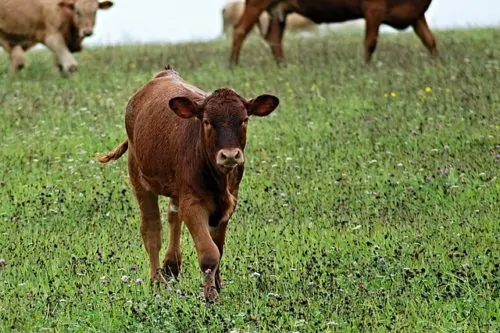 Biofuel Pros and Cons Analysis: How Does It Work?