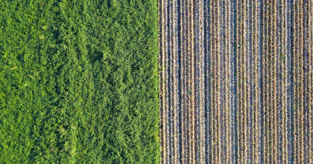plant field