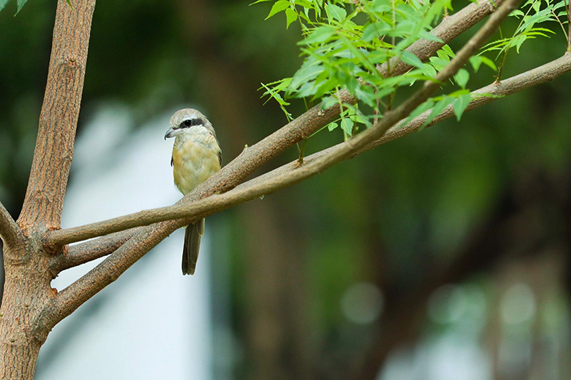 bird sitting on a tree branch in the forest