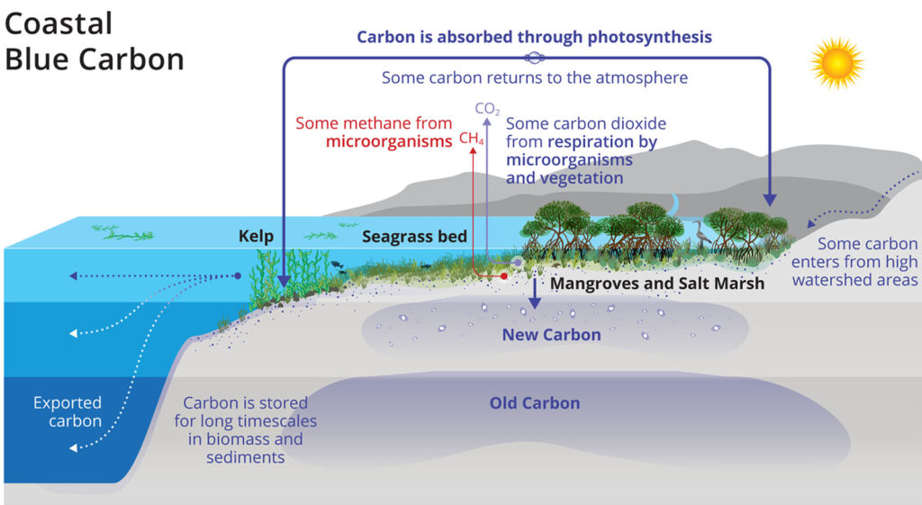 blue carbon ecosystem scheme