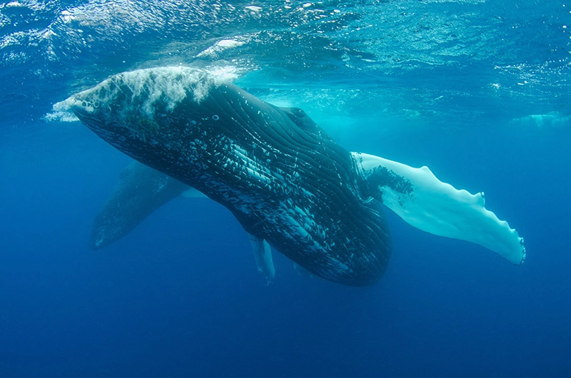 blue whale swimming under water