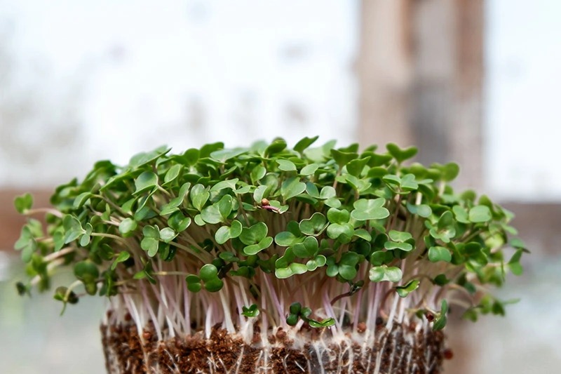Brussels sprouts microgreens