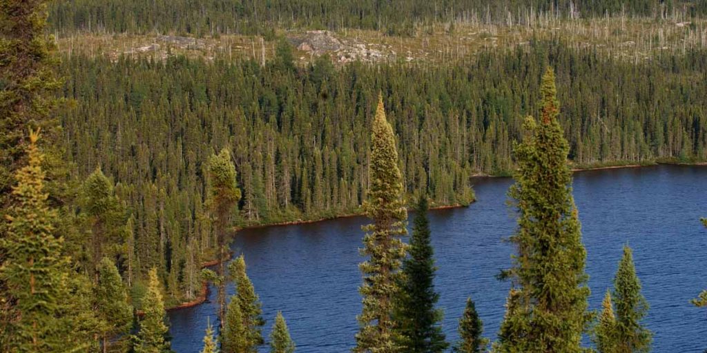Boreal Forest in Canada