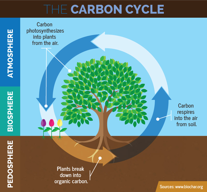 the carbon cycle diagram