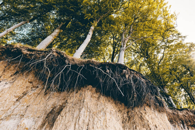 Causes and Effects of Soil Erosion (And Why It’s Important)