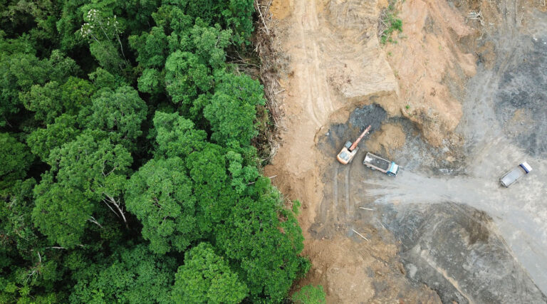 A Complete Guide to the Causes, Effects, and Solutions to Deforestation