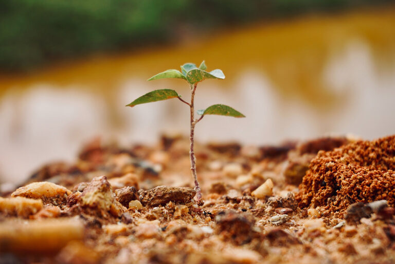 A Complete Guide to the Causes of Afforestation and Why This Process is Critical