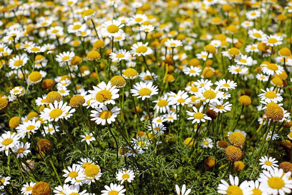 chamomile lawn