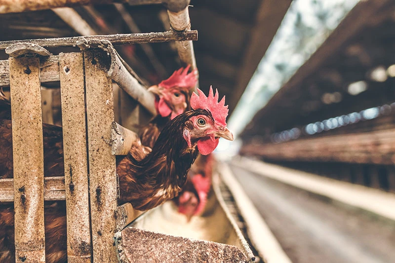 chickens on a chicken farm