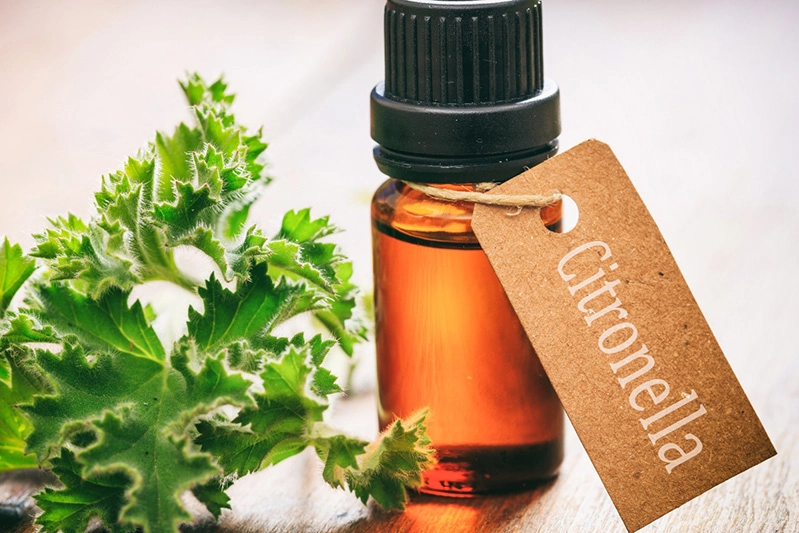 fresh citronella leaves and a bottle of oil on a wooden background