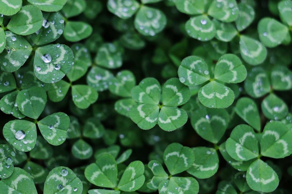 clover lawn