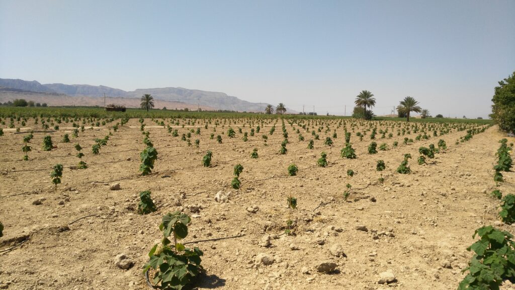 small trees planted on an empty field