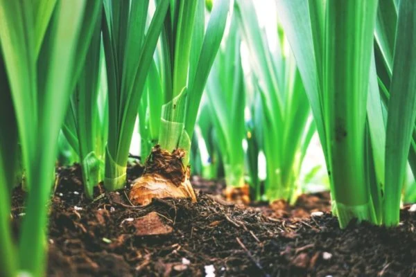 Composting Pros And Cons: Is This Effective?