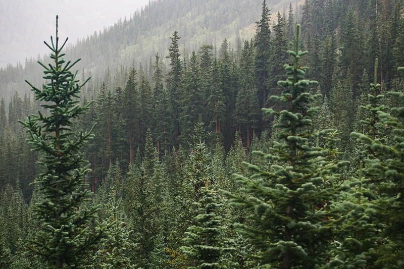 coniferous forest