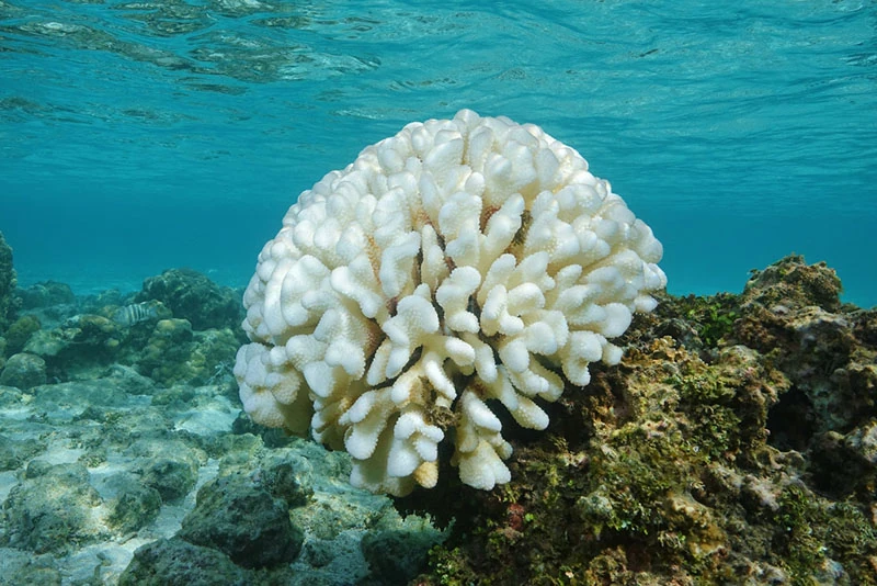 coral bleaching