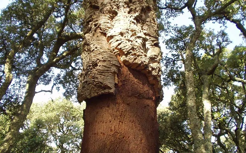cork tree