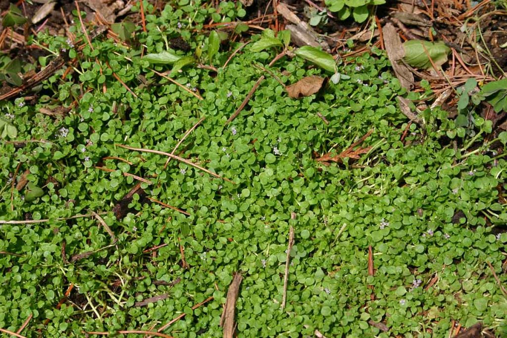 Corsican mint lawn