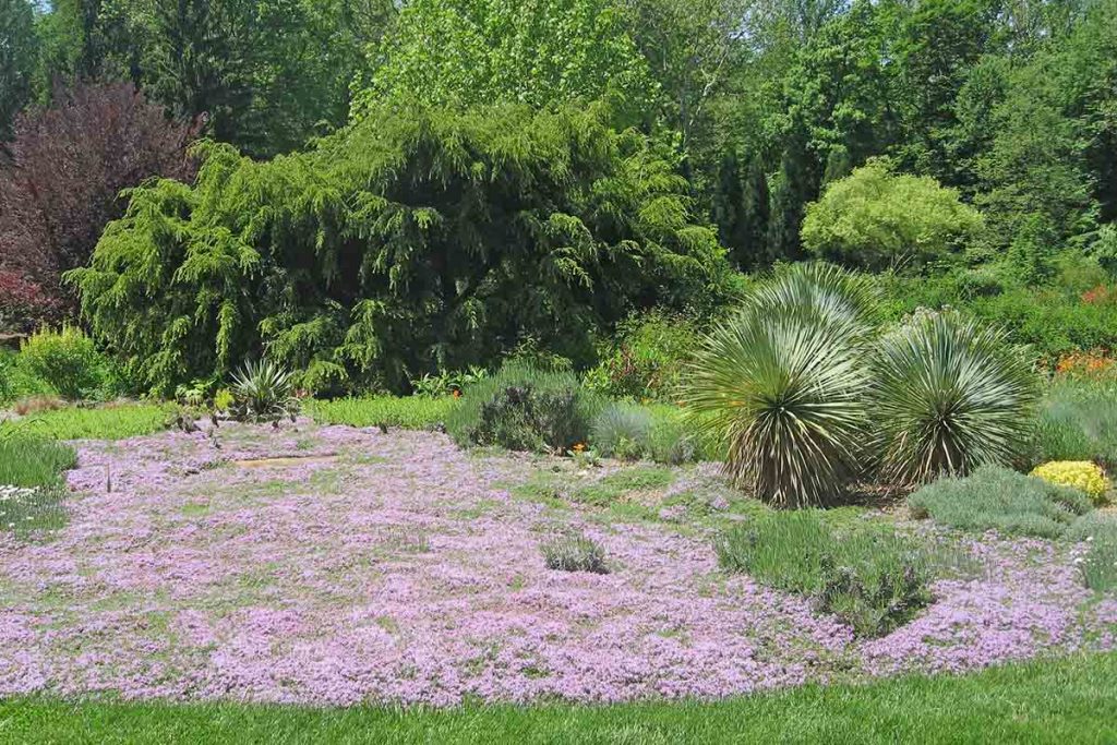 creeping thyme