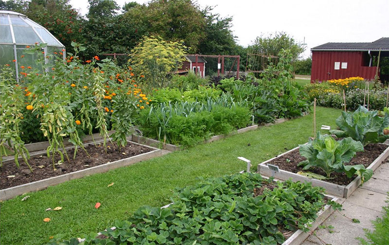 a small garden with various crops