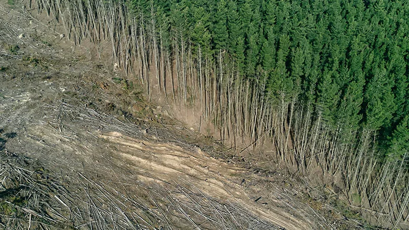 an area with cut down trees in the large forest