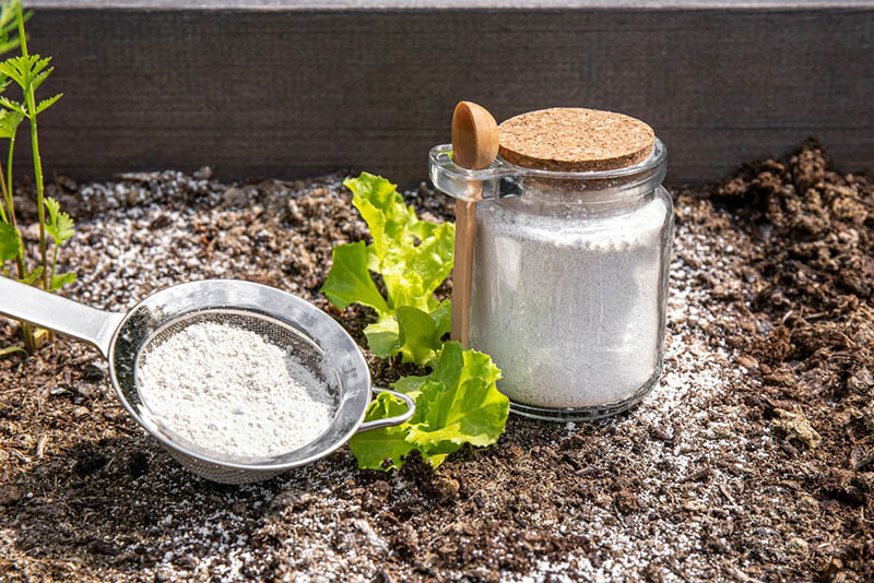 Diatomaceous Earth powder