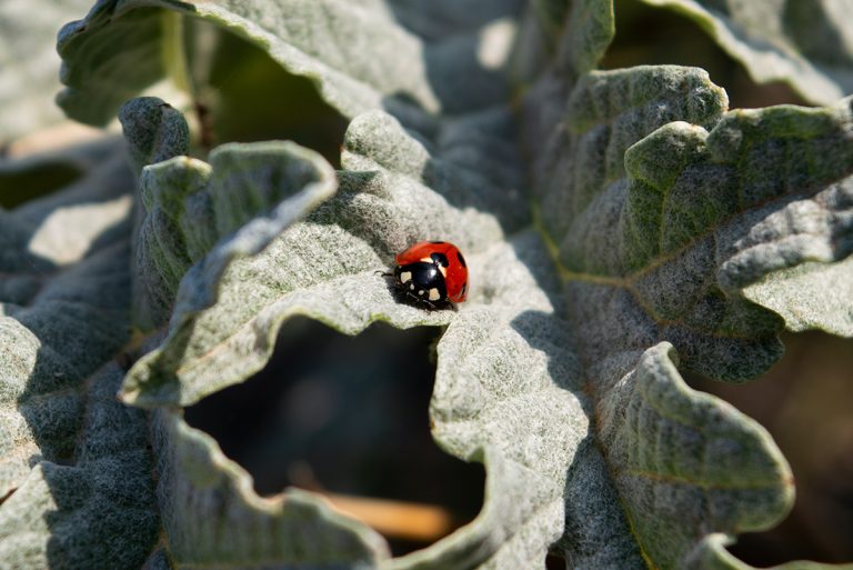 A Guide to Eco-Friendly Pest Control (Including 17 Ways to Manage Pests)