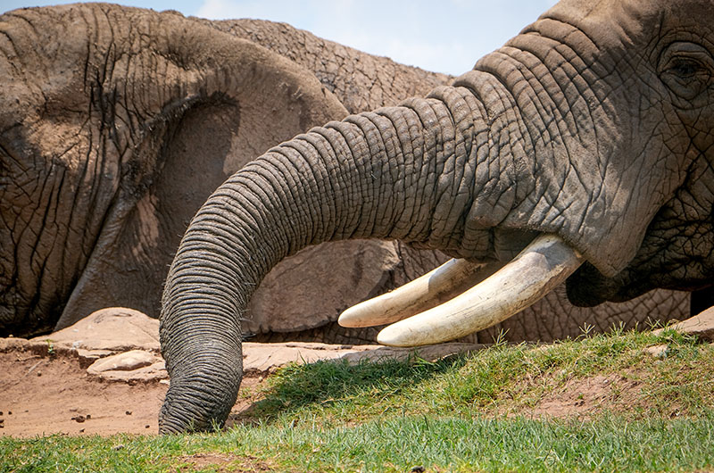 a close up view of the elephant tusks