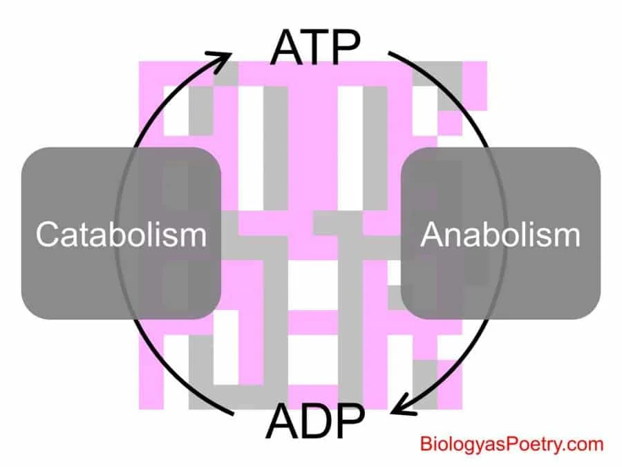 energy coupling