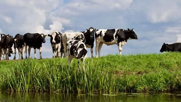 Facts About Anaerobic Digesters: What are the Pros & Cons?